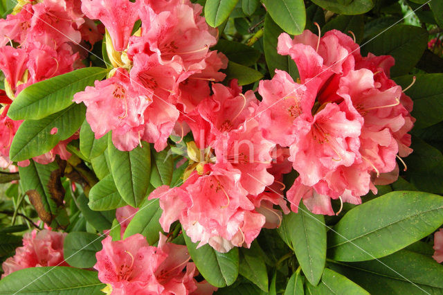 Rhododendron