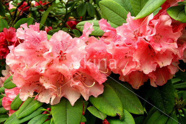 Rododendron (Rhododendron)