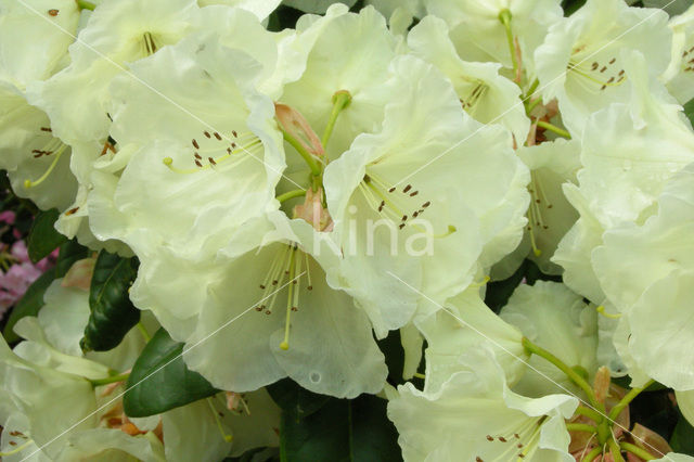 Rhododendron