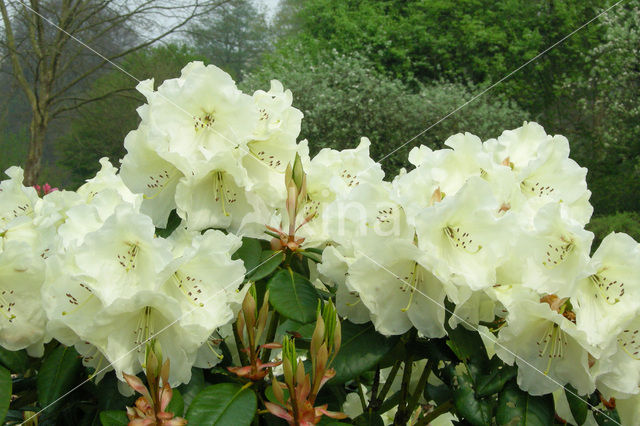 Rododendron (Rhododendron)