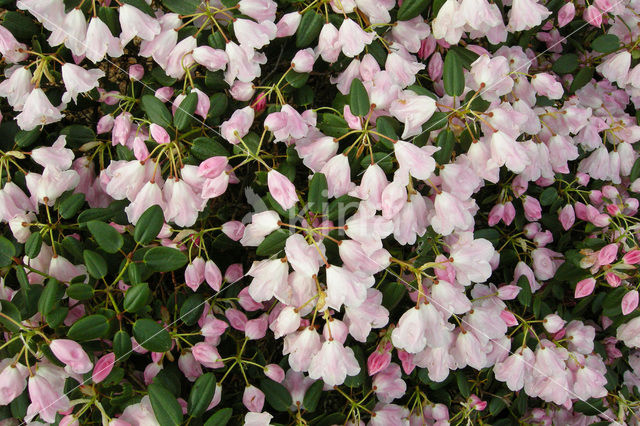 Rododendron (Rhododendron)