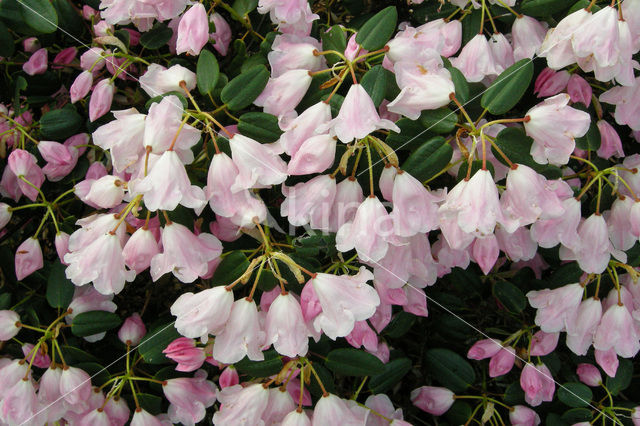 Rododendron (Rhododendron)