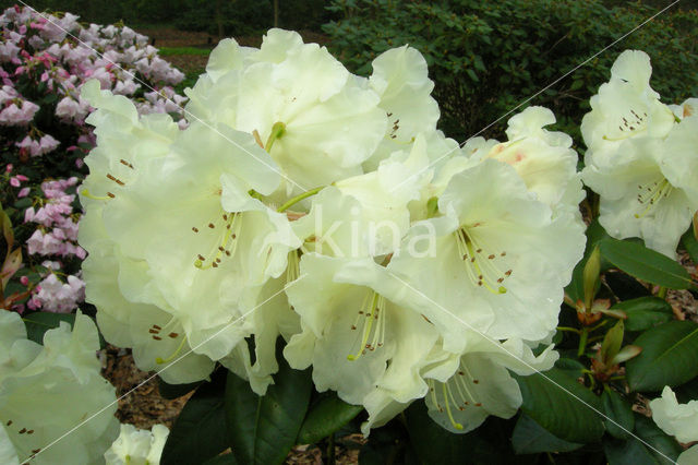 Rododendron (Rhododendron)