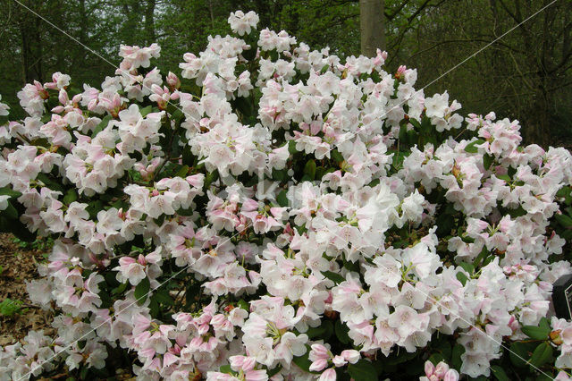 Rododendron (Rhododendron)