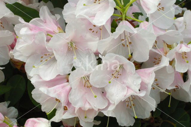 Rododendron (Rhododendron)