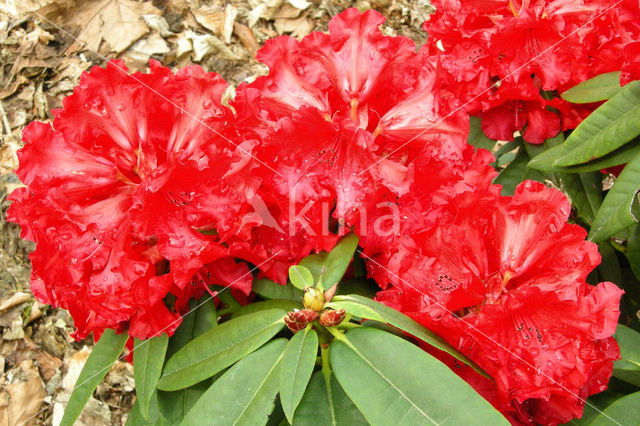 Rododendron (Rhododendron)