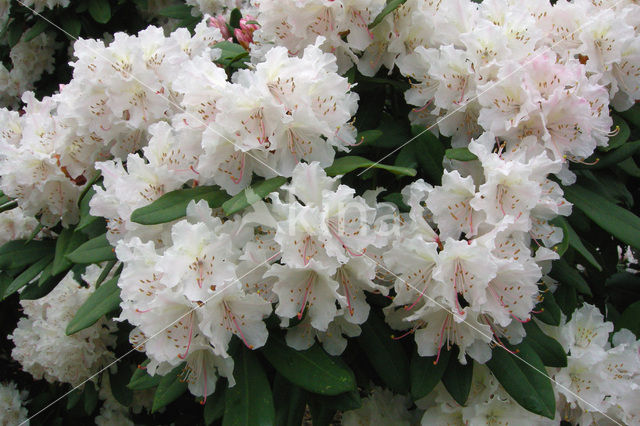 Rododendron (Rhododendron)