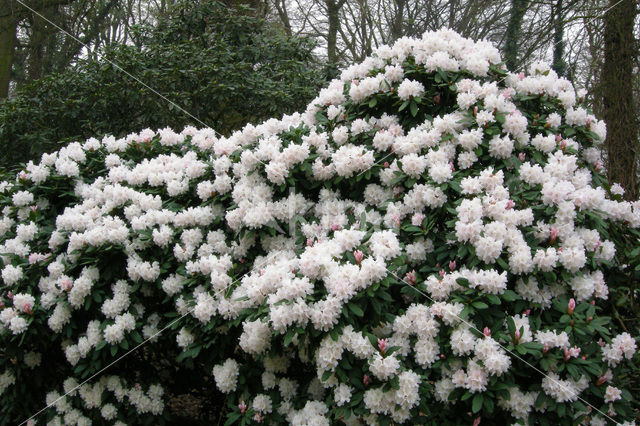 Rododendron (Rhododendron)