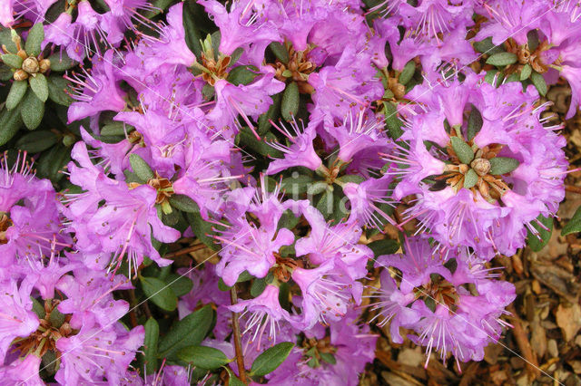 Rododendron (Rhododendron)