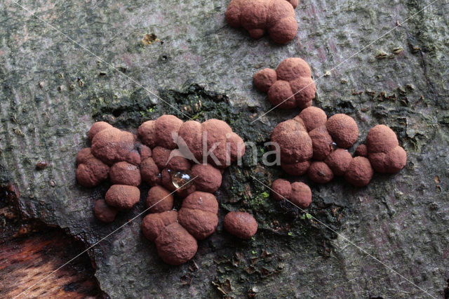 Beech Woodwart (Hypoxylon fragiforme)