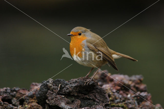 European Robin (Erithacus rubecula)