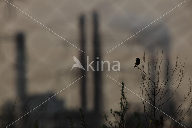 Stonechat (Saxicola rubicola)