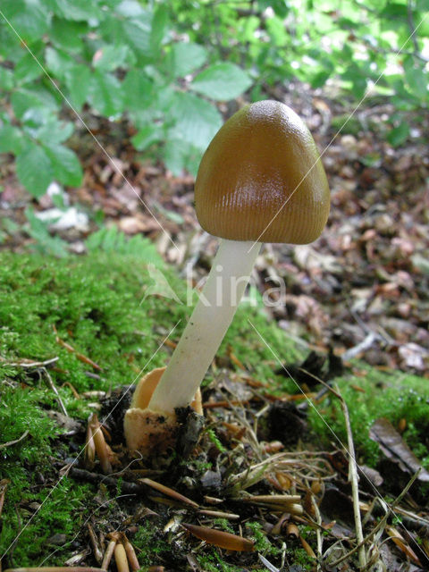 Tawny Grisette (Amanita fulva)