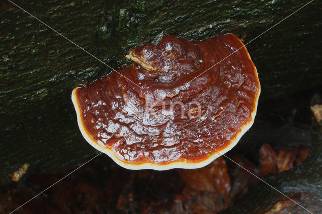 Red Banded Polypore (Fomitopsis pinicola)