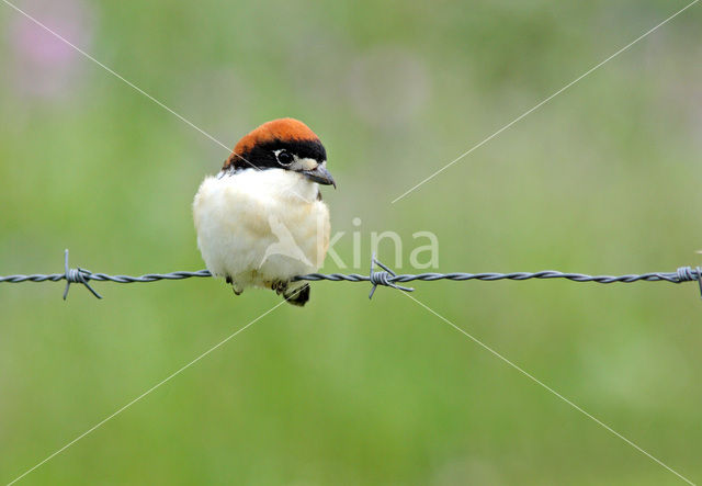 Woodchat Shrike (Lanius senator)