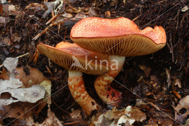 Roodschubbige gordijnzwam (Cortinarius bolaris)