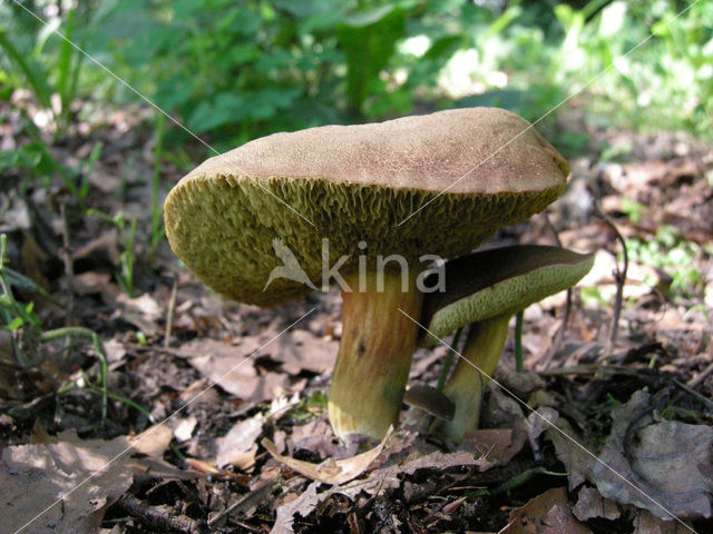 Boletus chrysenteron