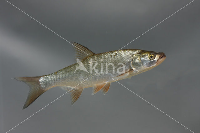 Roofblei (Aspius aspius)