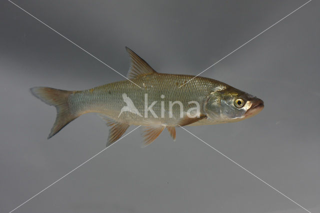 Roofblei (Aspius aspius)