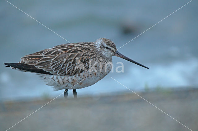 Bar-tailed Godwit (Limosa lapponica)