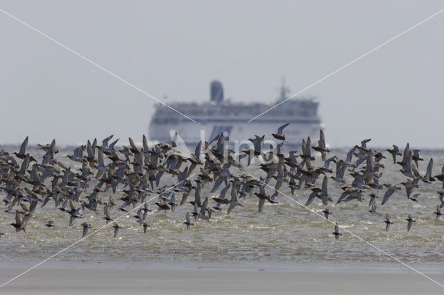 Bar-tailed Godwit (Limosa lapponica)