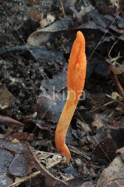 Rupsendoder (Cordyceps militaris)