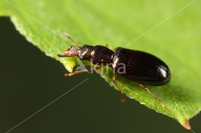 Salpingus planirostris