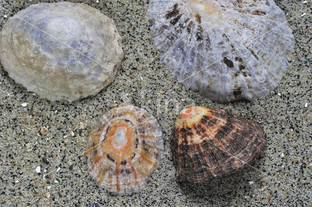 Limpet (Patella spec.)