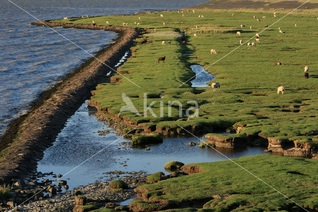 Sheep (Ovis domesticus)