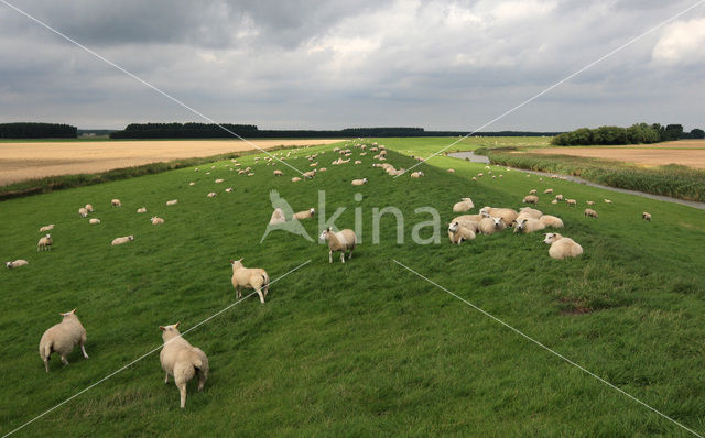 Schaap (Ovis domesticus)