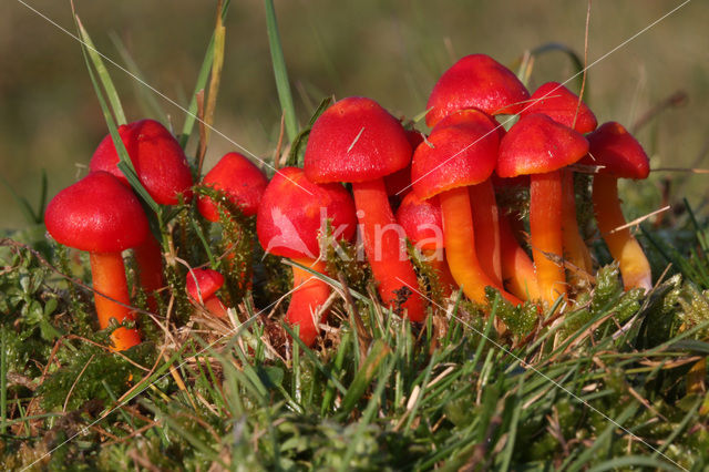 Scharlaken wasplaat (Hygrocybe coccinea)