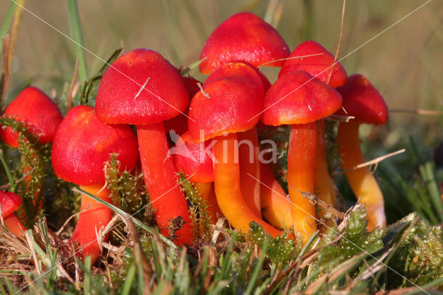 Scharlaken wasplaat (Hygrocybe coccinea)