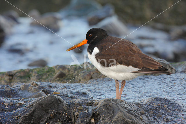 Oystercatcher (Haematopus ostralegus)