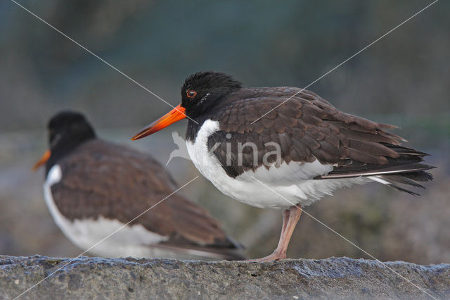 Oystercatcher (Haematopus ostralegus)