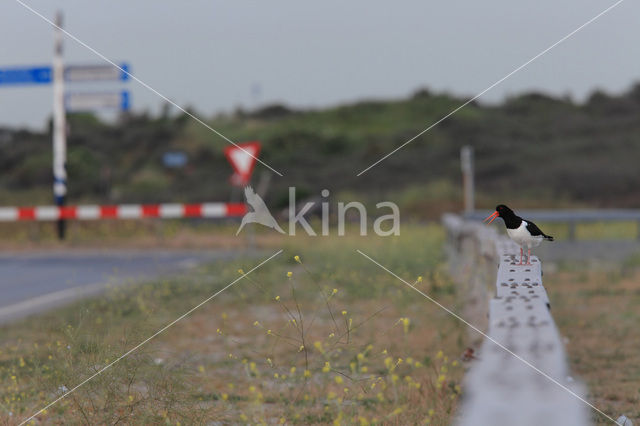 Oystercatcher (Haematopus ostralegus)
