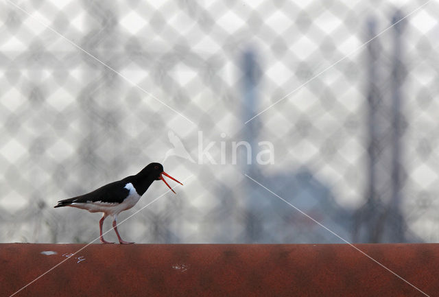 Oystercatcher (Haematopus ostralegus)