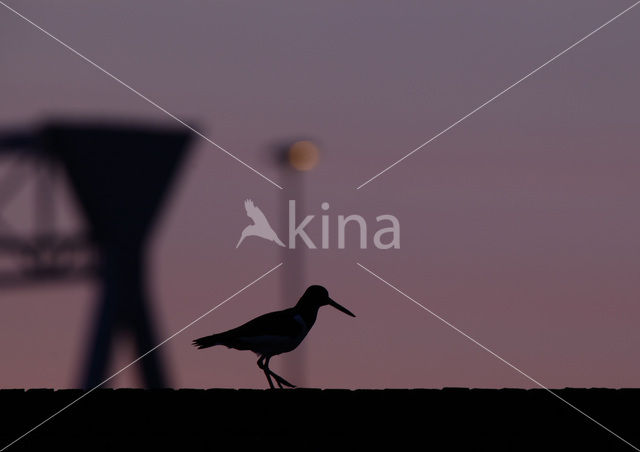 Oystercatcher (Haematopus ostralegus)