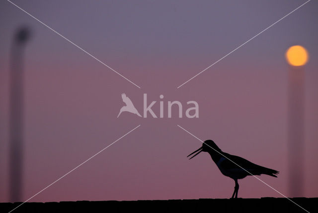 Oystercatcher (Haematopus ostralegus)