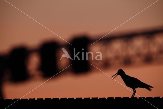 Oystercatcher (Haematopus ostralegus)