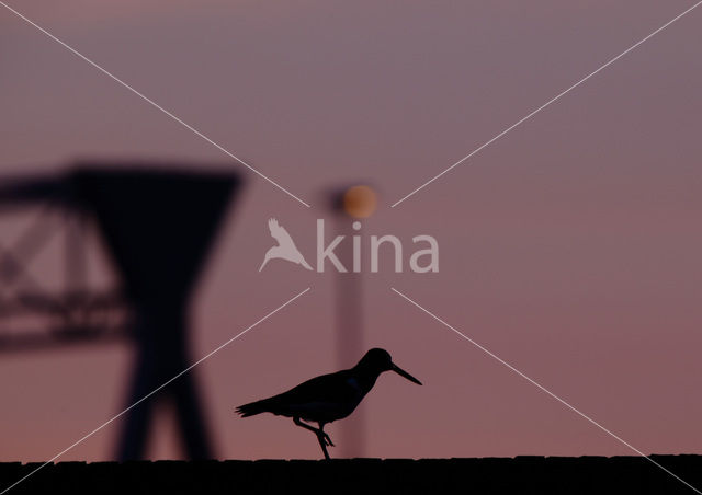 Oystercatcher (Haematopus ostralegus)