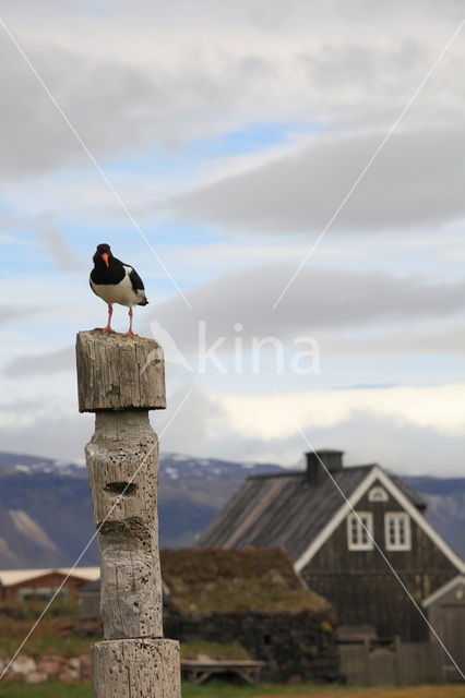Oystercatcher (Haematopus ostralegus)