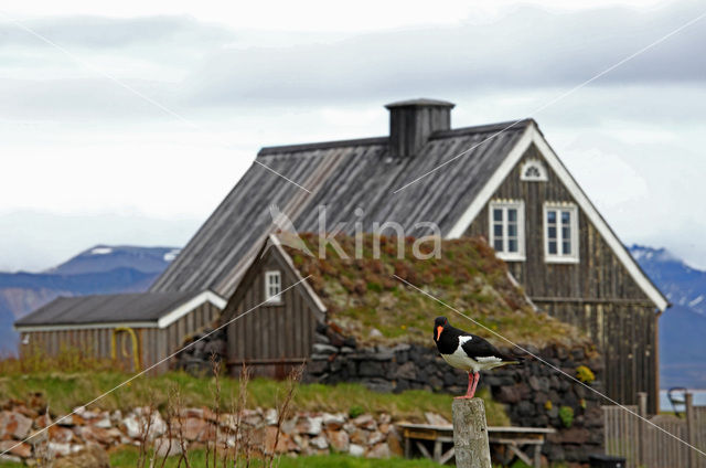 Oystercatcher (Haematopus ostralegus)