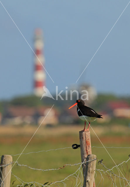 Oystercatcher (Haematopus ostralegus)