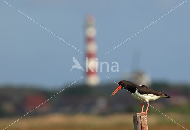 Oystercatcher (Haematopus ostralegus)