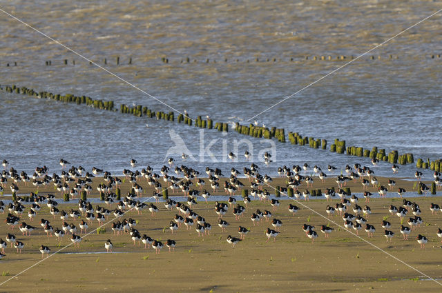 Scholekster (Haematopus ostralegus)