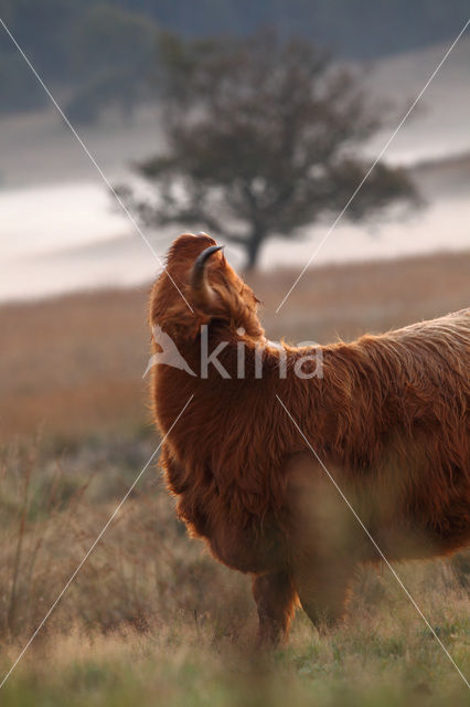 Highland Cow (Bos domesticus)