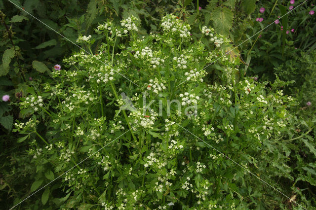 Selderij (Apium graveolens)