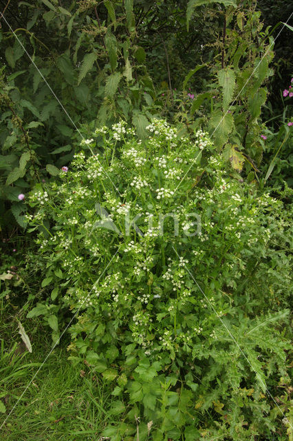 Wild Celery (Apium graveolens)
