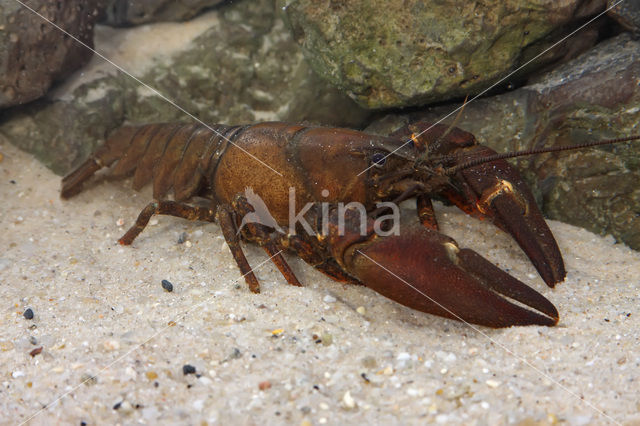 Signal crayfish (Pacifastacus leniusculus)