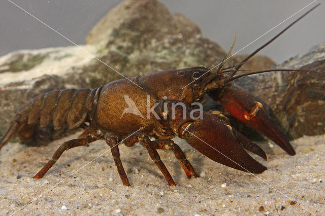 Signal crayfish (Pacifastacus leniusculus)